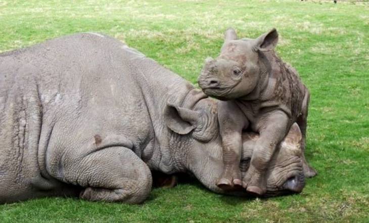 funny annoyed animals: baby rhino sits on adult rhino's head