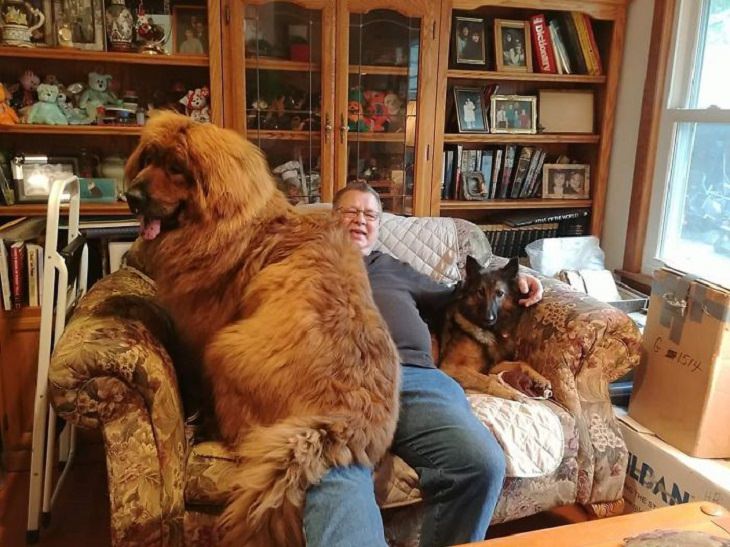 Adorable, cute pictures of Tibetan Mastiffs, two dogs on a sofa with a man, one of which is a huge tibetan mastiff