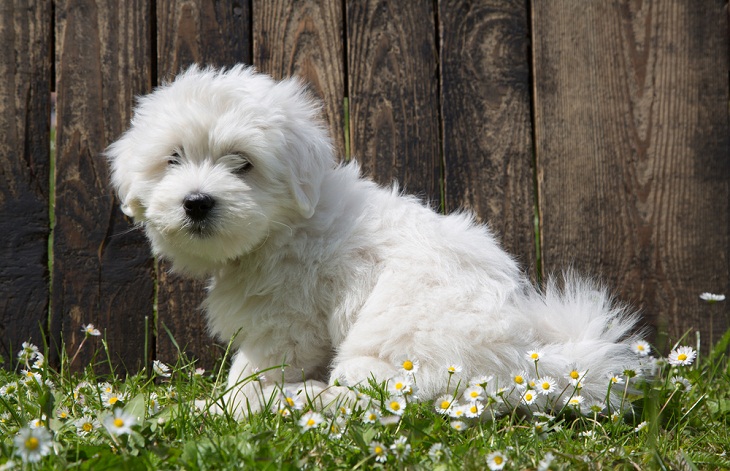 Teddy Bear Dog Breeds, Coton de Tulear