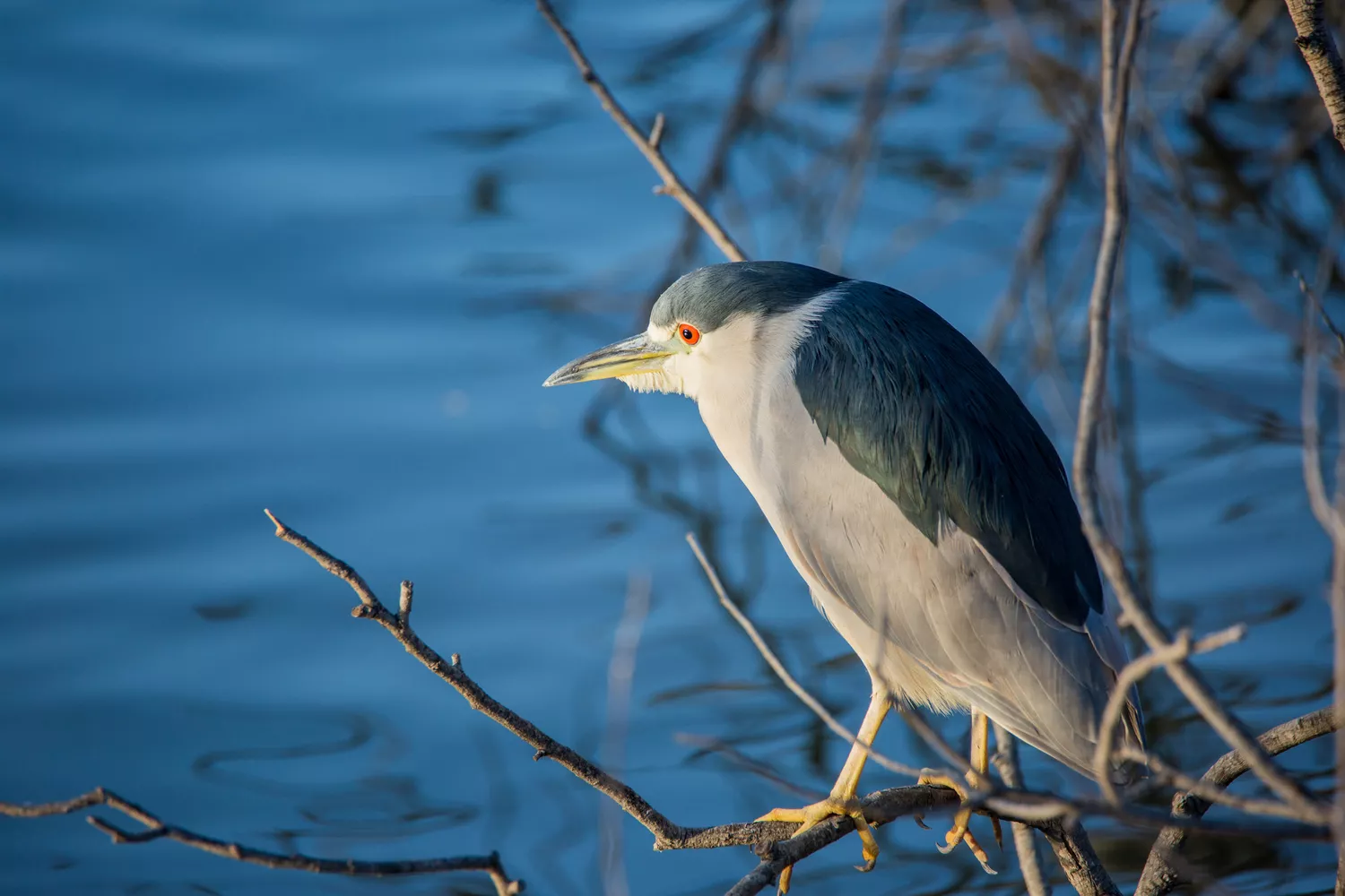 Black crowned night heron on a branch over the water