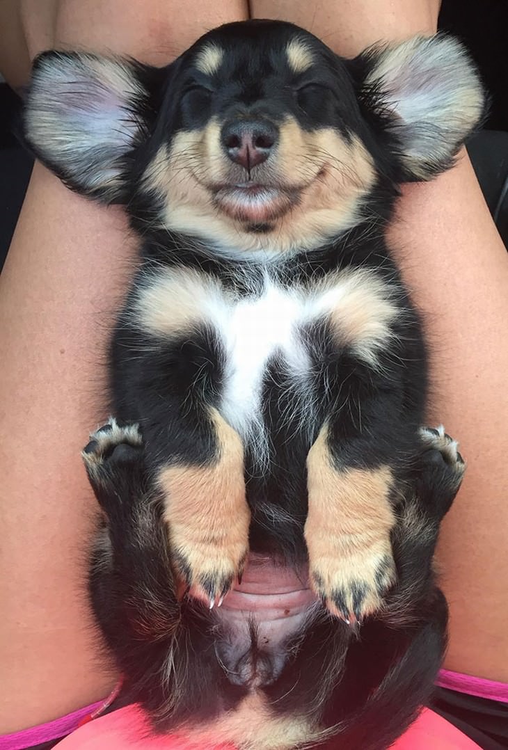 pets sleeping in awkward positions dog pretzel