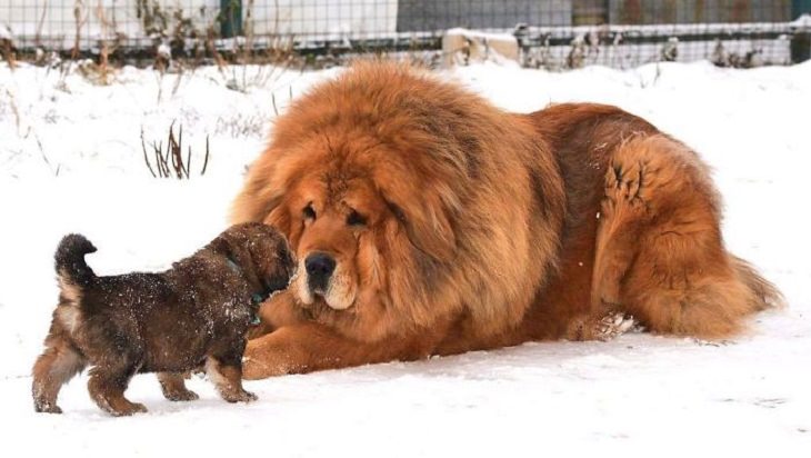 Adorable, cute pictures of Tibetan Mastiffs, tibetan mastiff adult dog with its pup