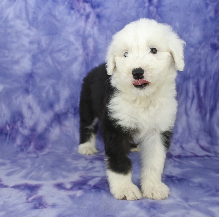 Teddy Bear Dog Breeds, Old English Sheepdog