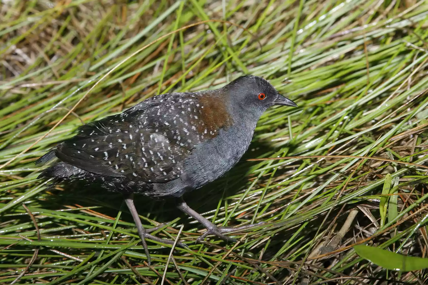 Black rail bird on the grass