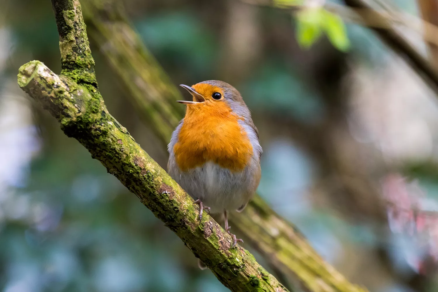 European robin perched on a branch singing