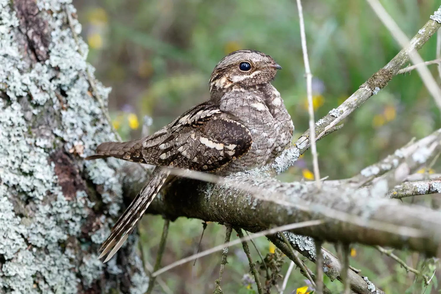 Eurasian nightjar on a branch blending in with bark