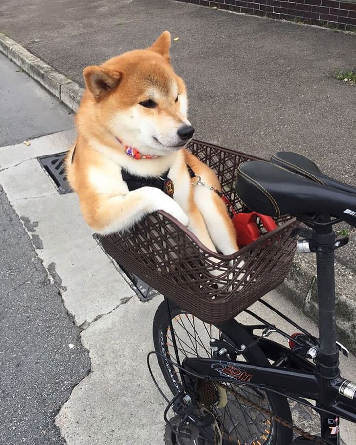 Shiba Inu funny photos