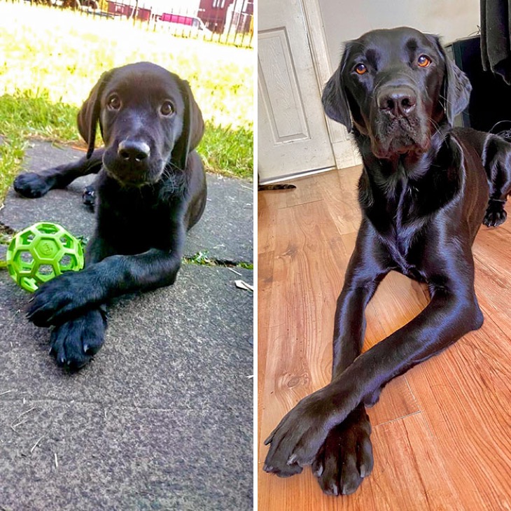 cute puppies before and after grown