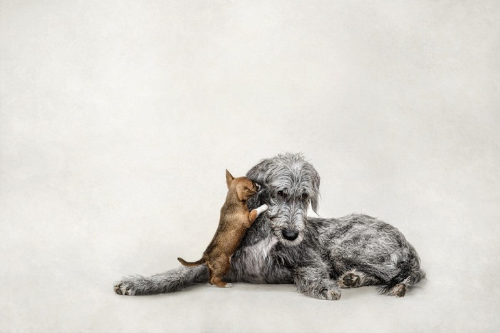 2023 International Pet Photography Awards,