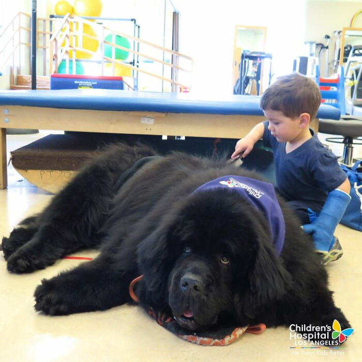 Enormous Dogs Being Cute, rehabilitation clinic