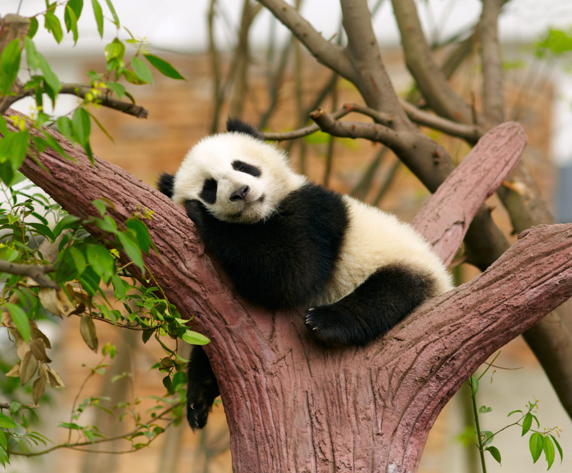 Sleeping giant panda baby