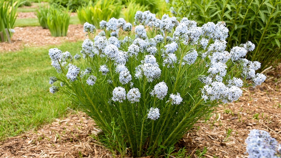 light flowers in garden   