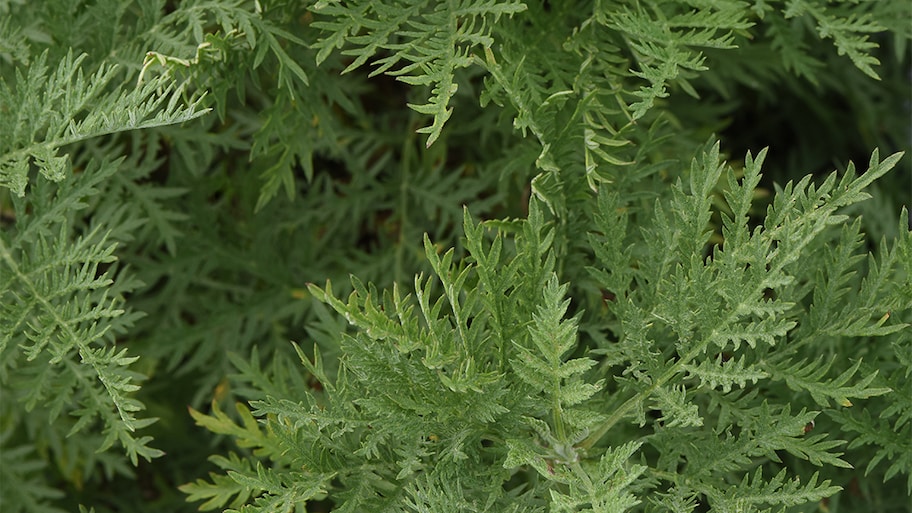 fern in garden   