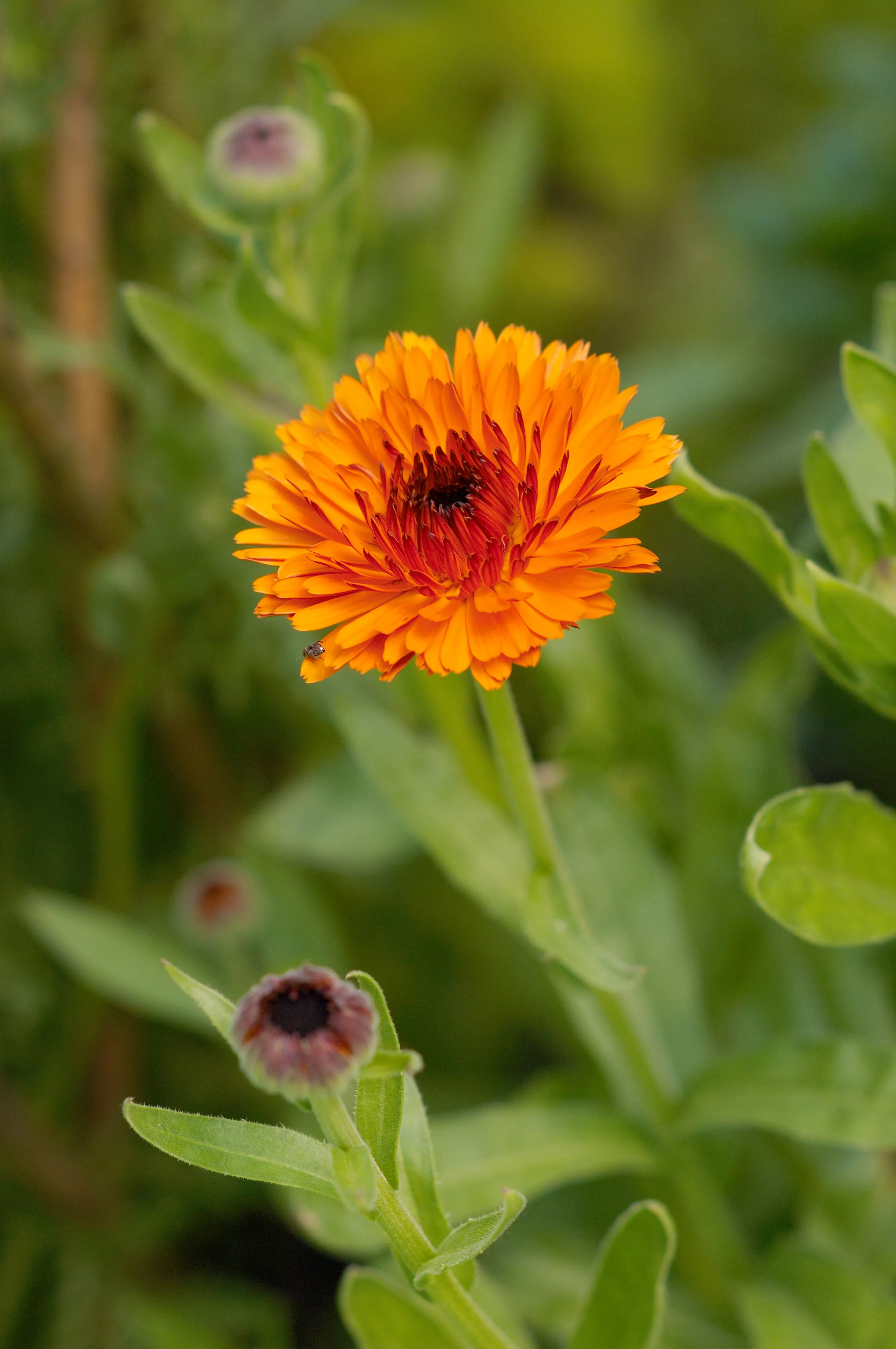 calendula blossom