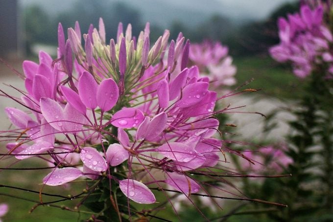 cleome