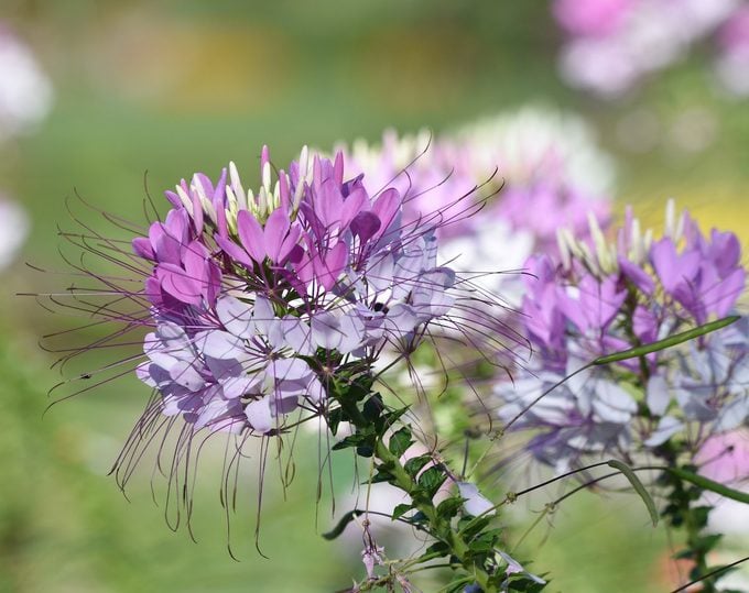 cleome flower