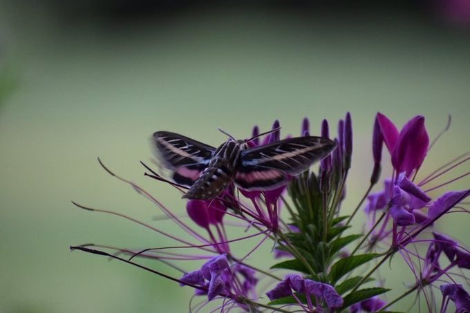 hummingbird moth on spider flower