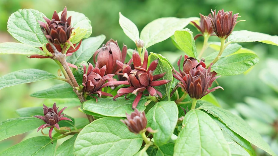  burgundy flowers in garden