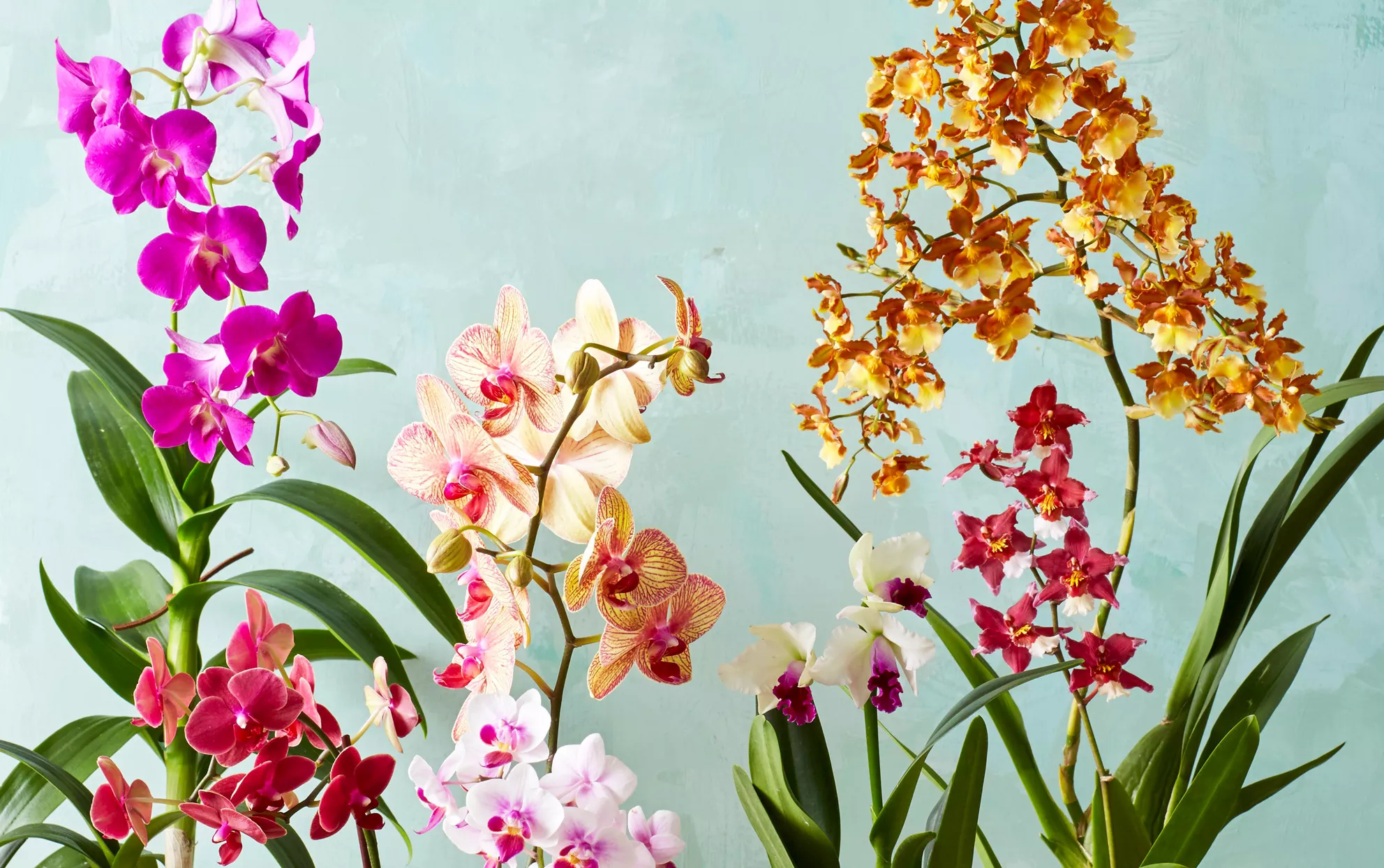 Multiple orchids on a light blue background