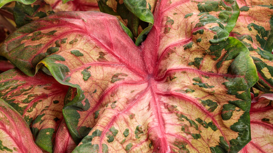 pink and white plant    