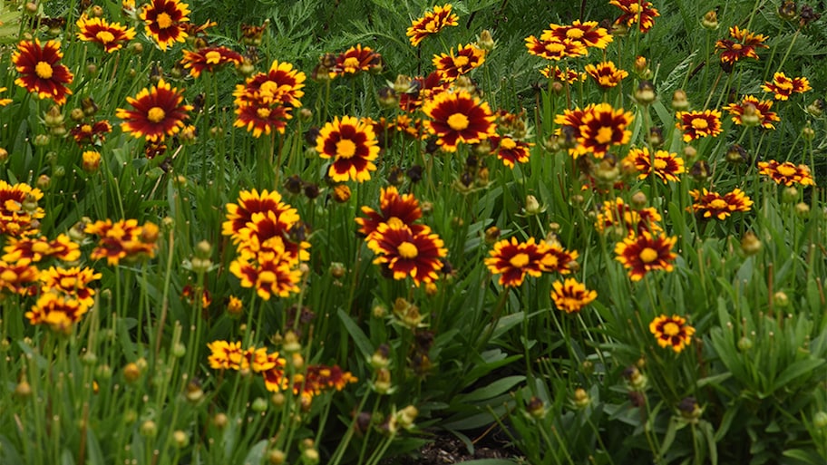 flowers in garden