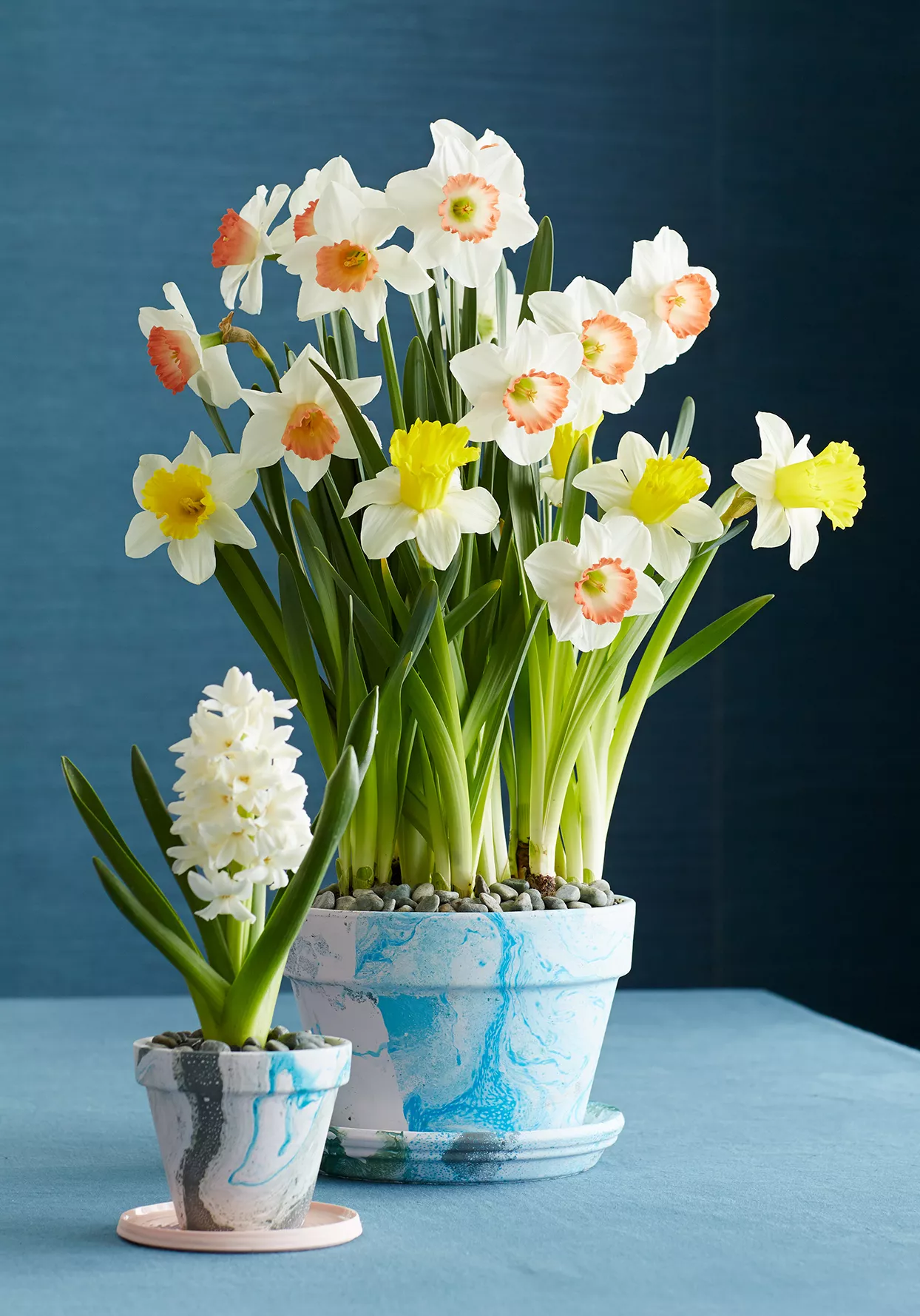 blooming daffodils in forcing pot with hyacinth