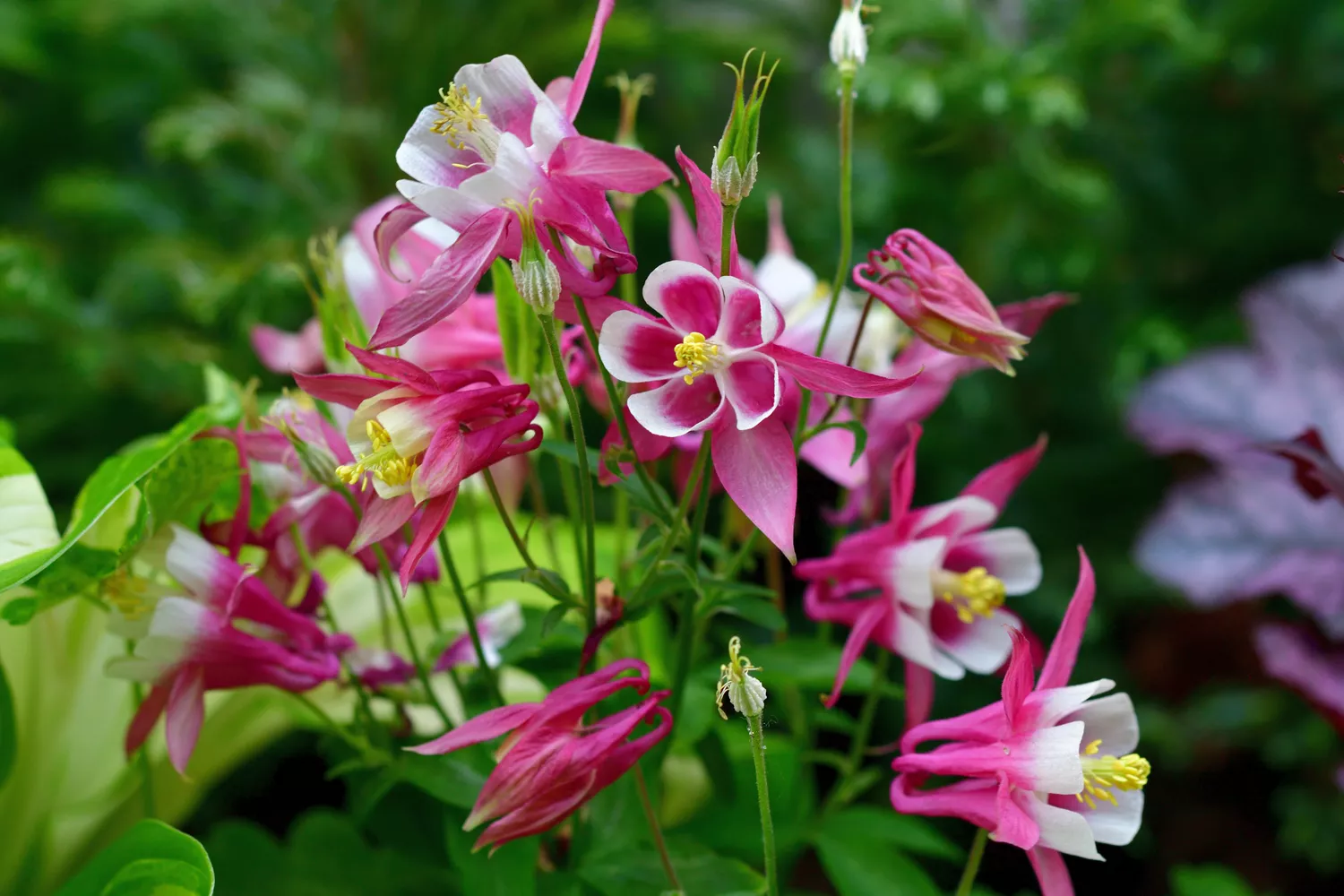 Pink Columbine plant in bloom