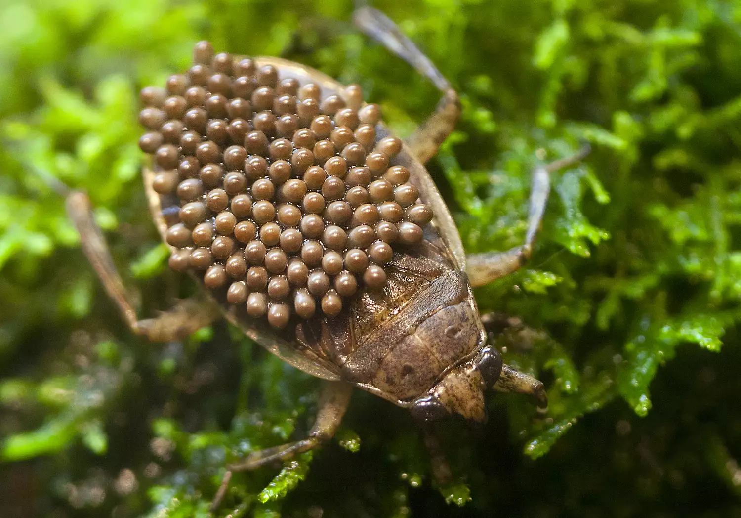 water bug with eggs on his back