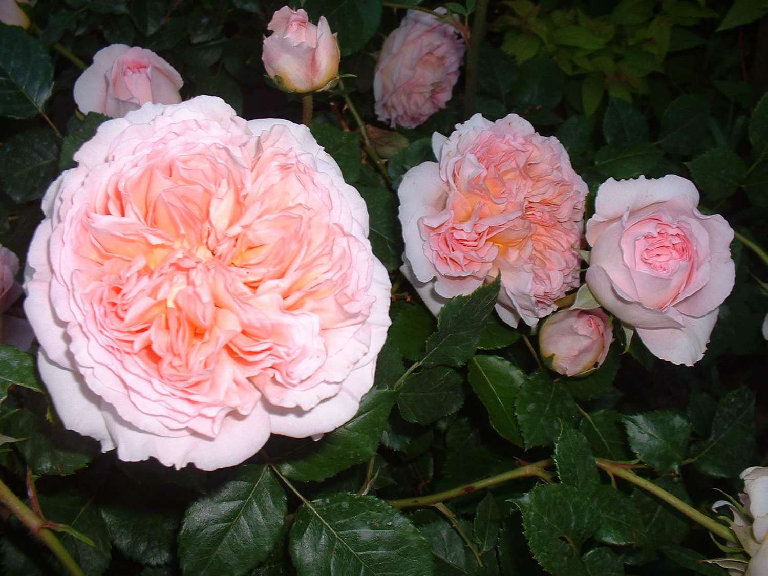 Abraham Darby English Rose