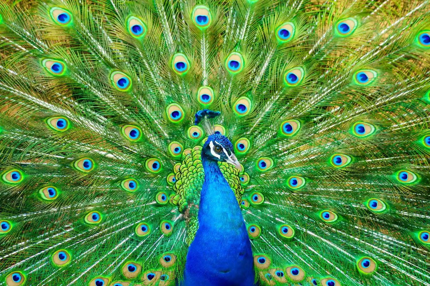 A close up on a peacock with feathers displayed