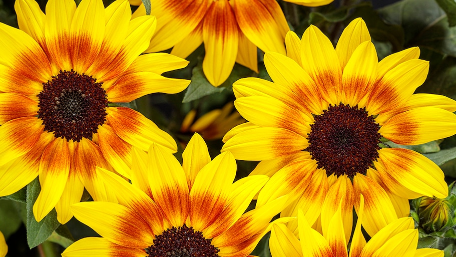 sunflowers in garden