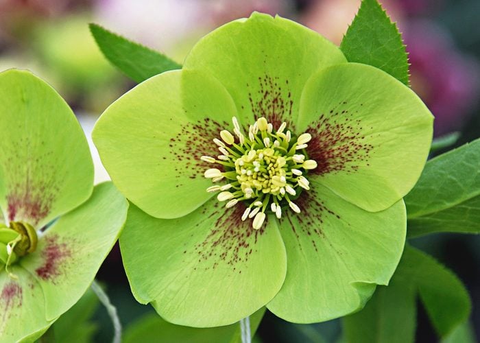 Helleborechansen