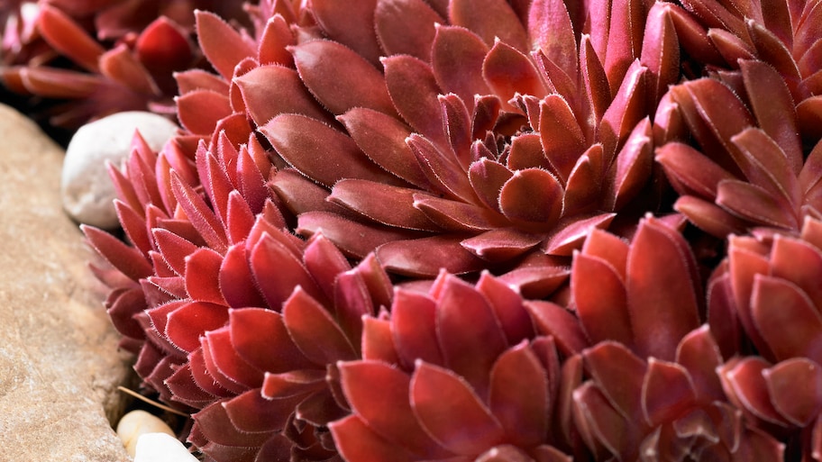 brick flowers in garden 