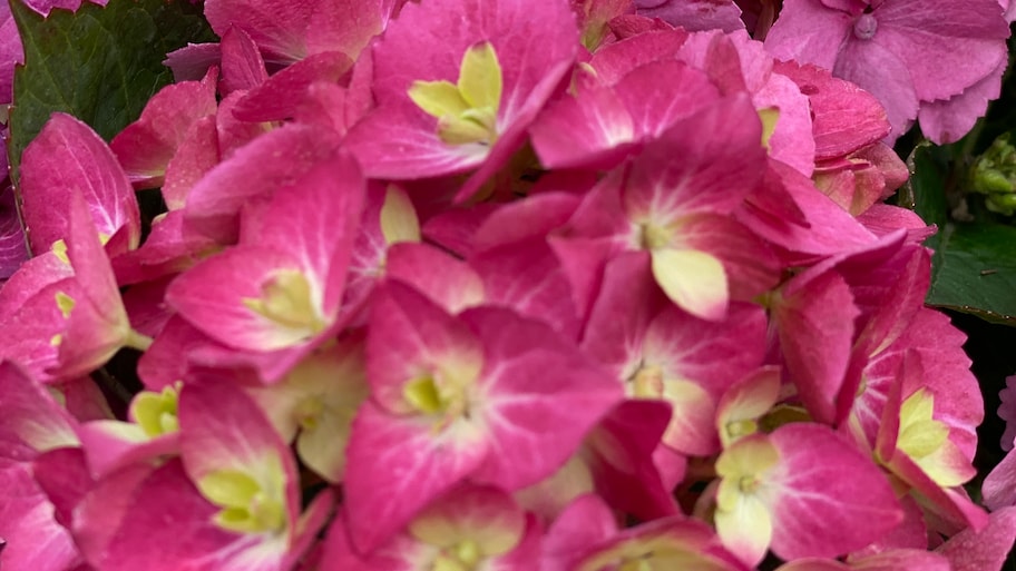 dark pink flowers in garden   