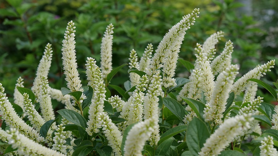 white plant in garden   