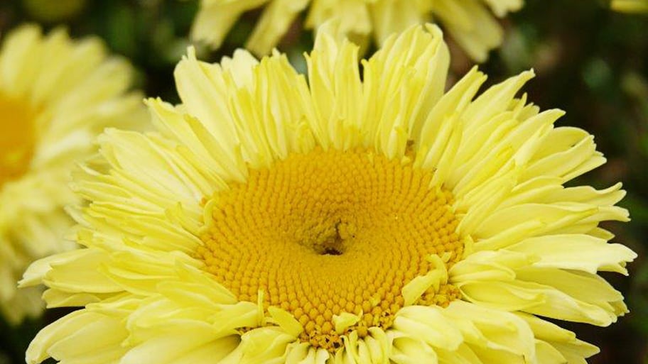  yellow flowers in garden   