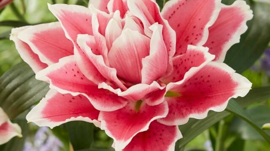 pink and white flowers in garden