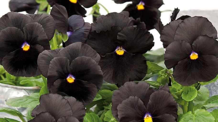 black flowers in pot   