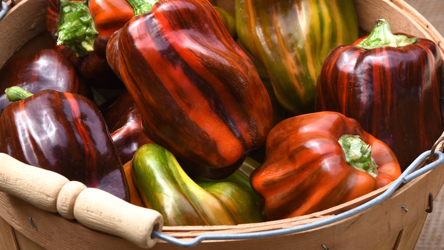 colorful peppers