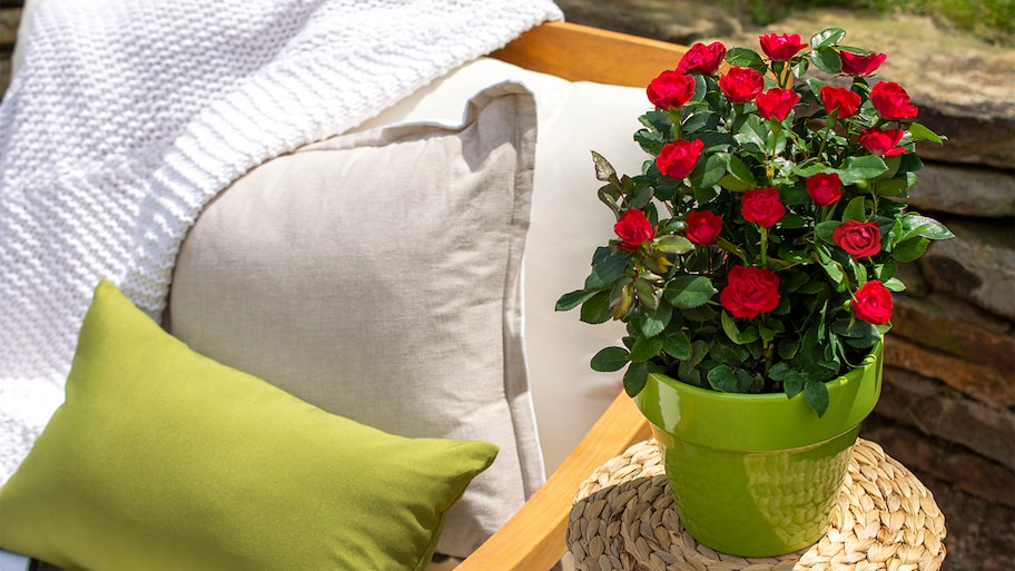 red mini roses in flower pot 