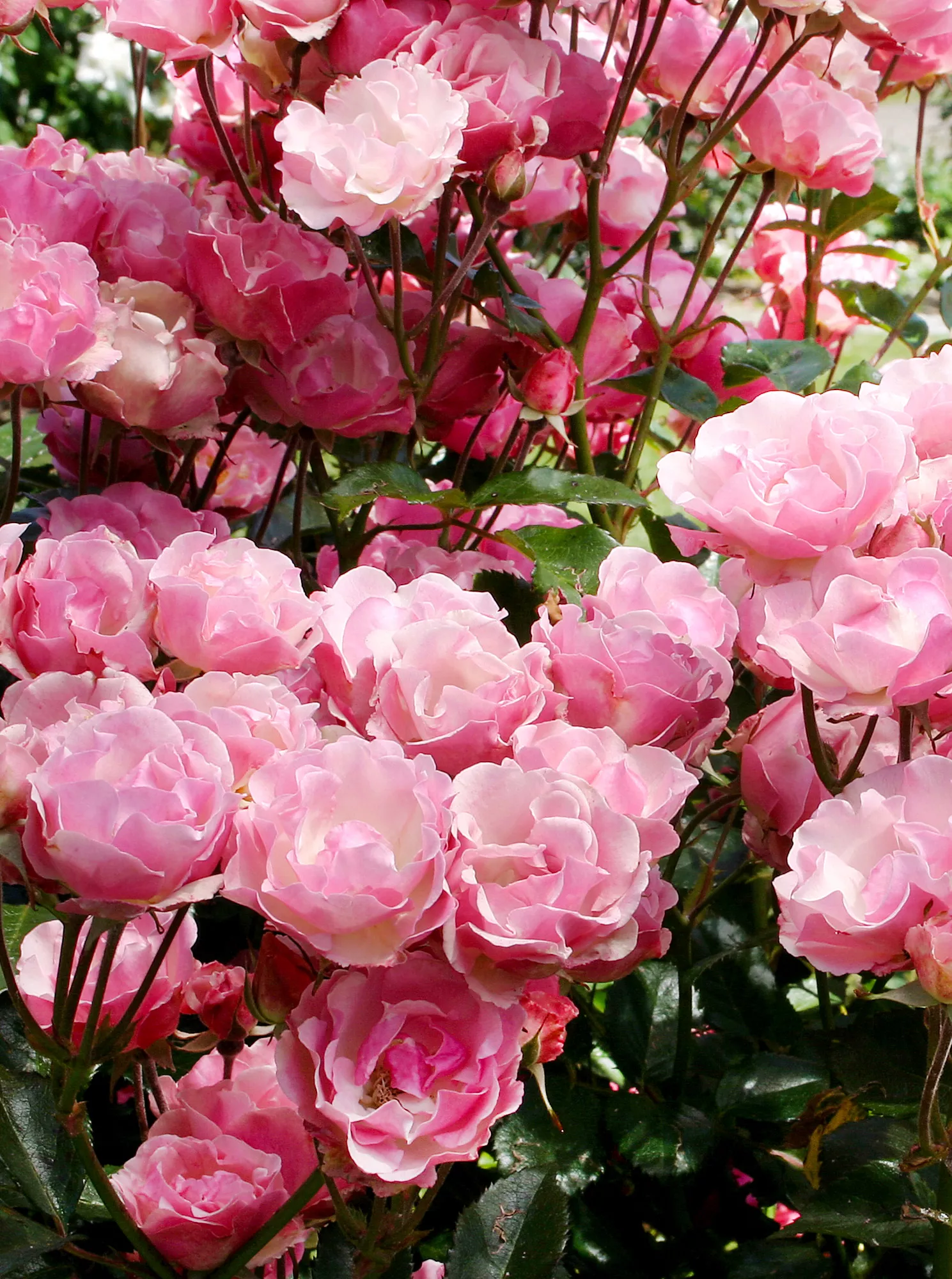 pink polyantha la marne roses