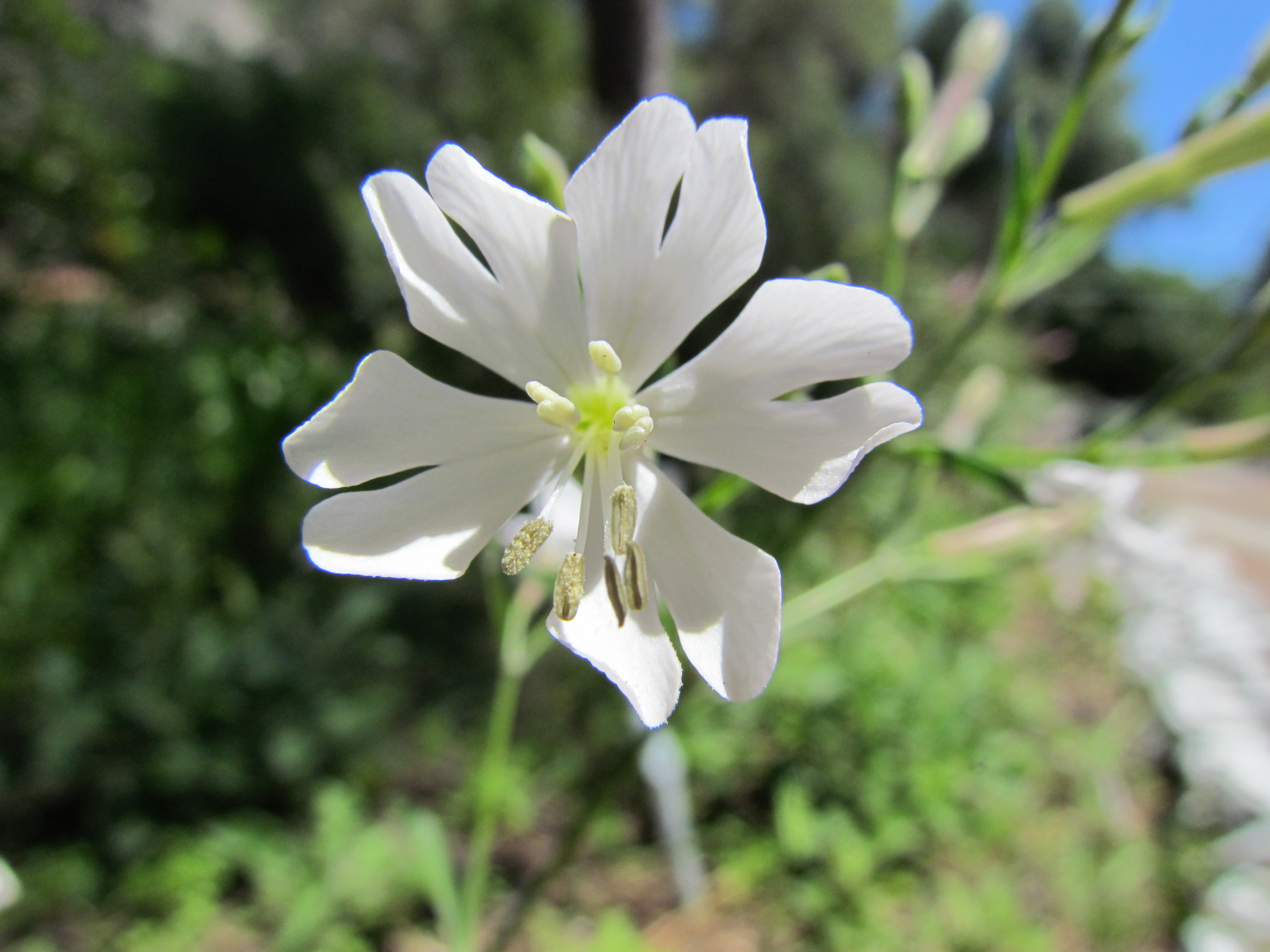 Gibraltar Campion