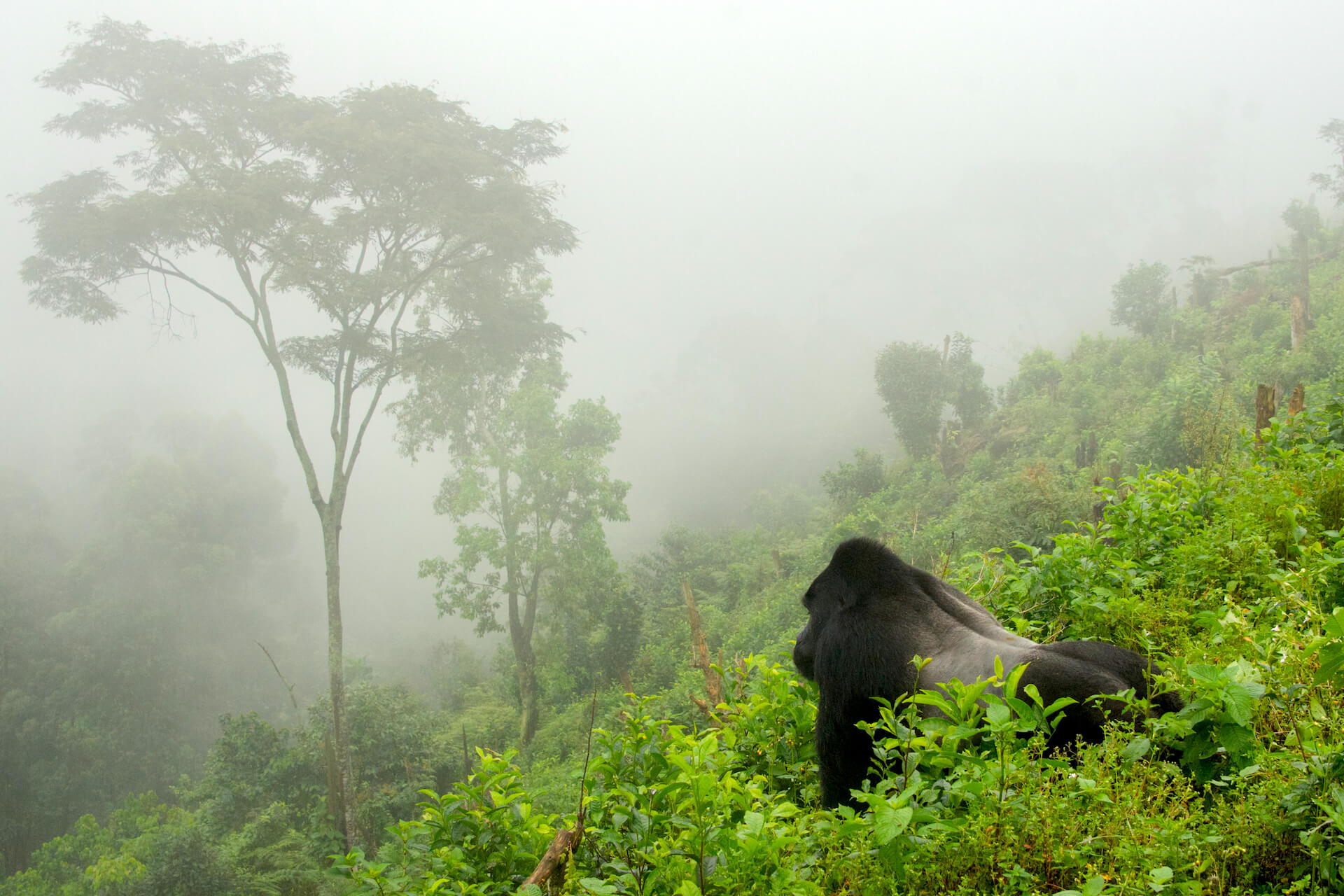 Silverback mountain gorilla in Uganda