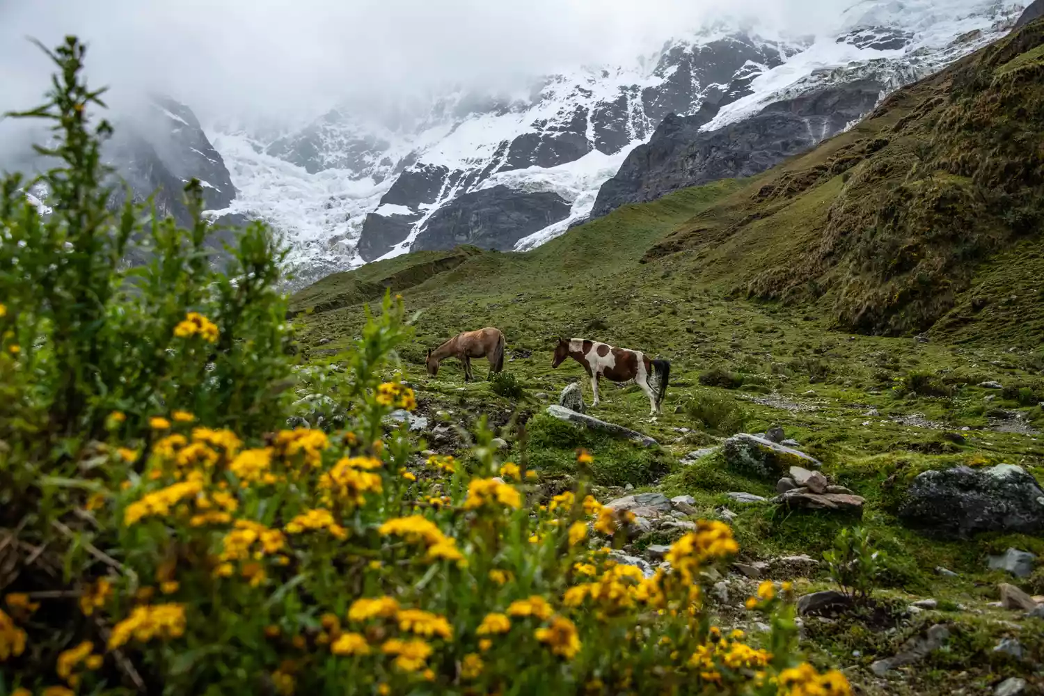 Horses in a valley in Peru