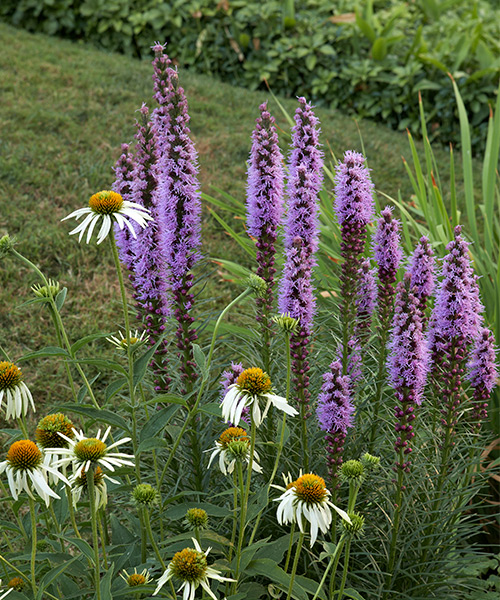 Spike Blazing Star purple spike blooms: Spike blazing star has unique spikes of flowers that pollinators love!