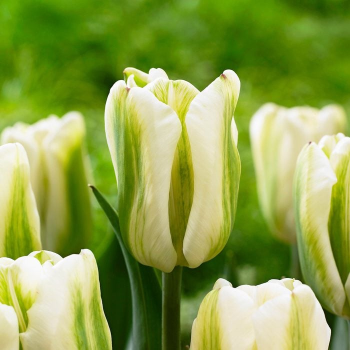 Tulipgreenspiritlngfieldgrdns