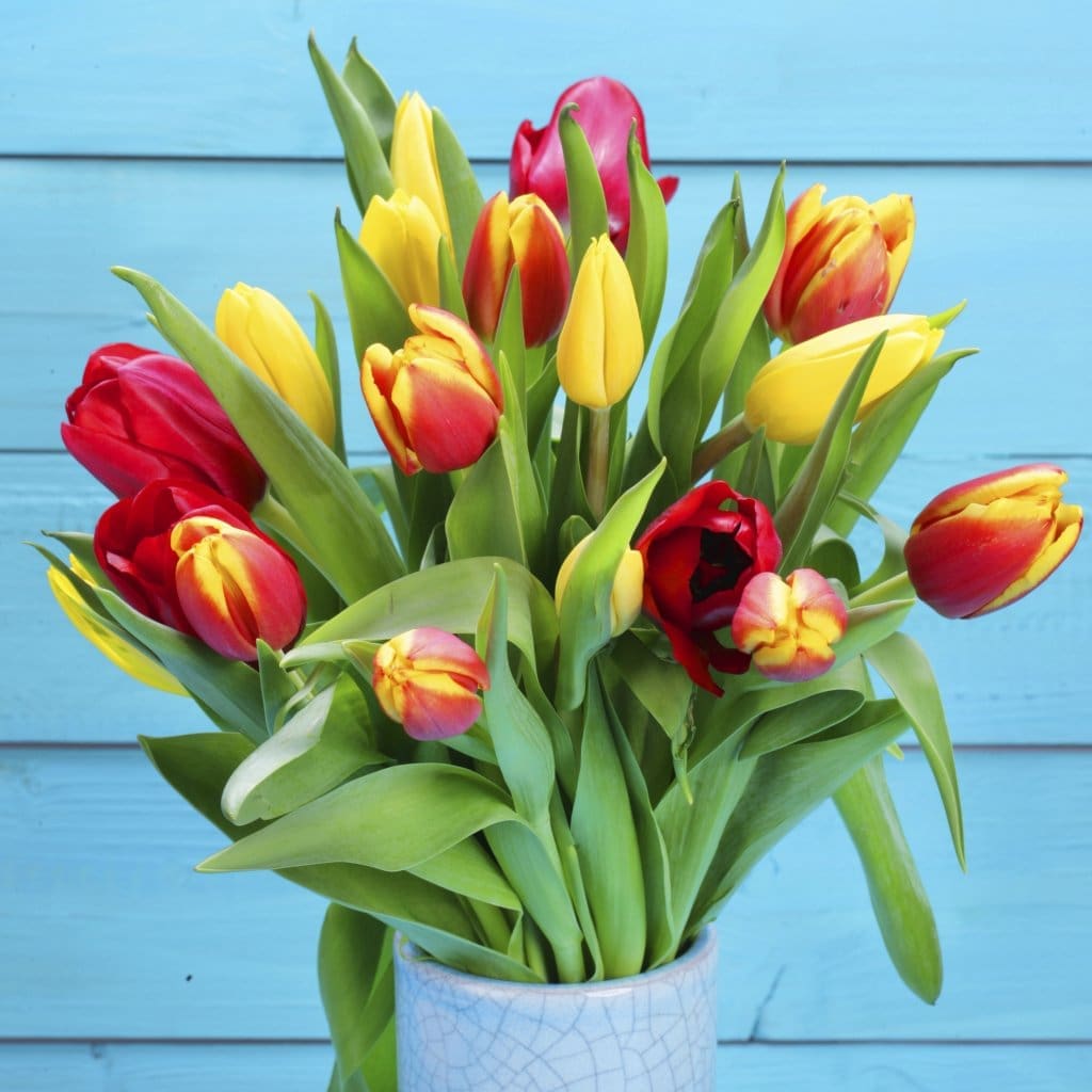 bunch od red and yellow tulips with blue background