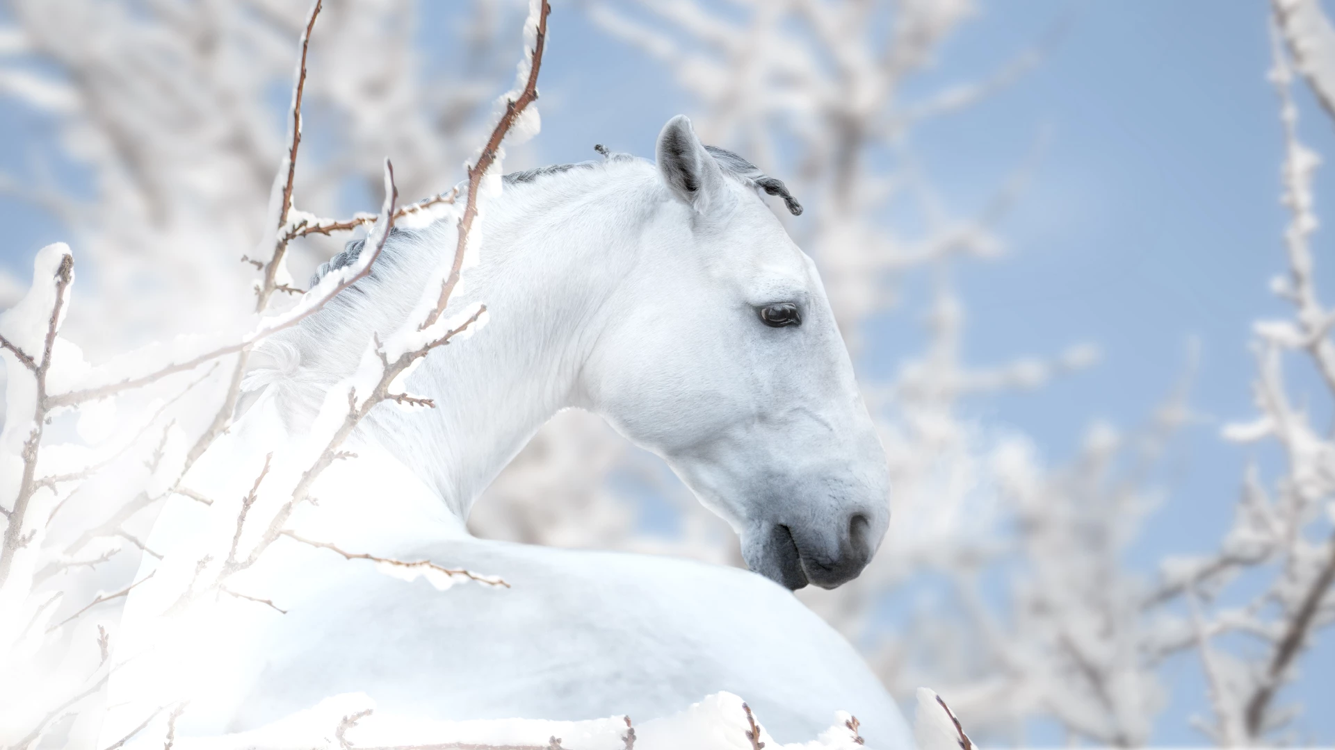 White Horses in Winter Wonderland