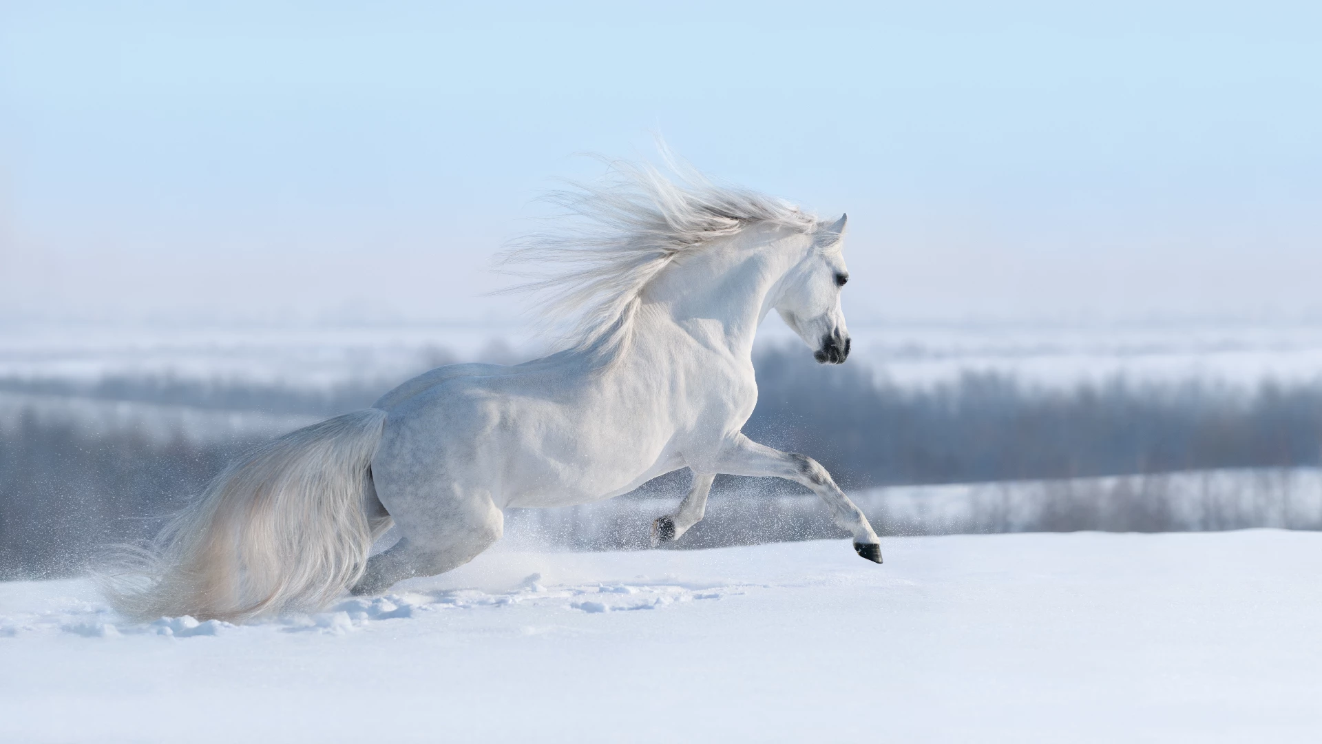 White Horses in Winter Wonderland