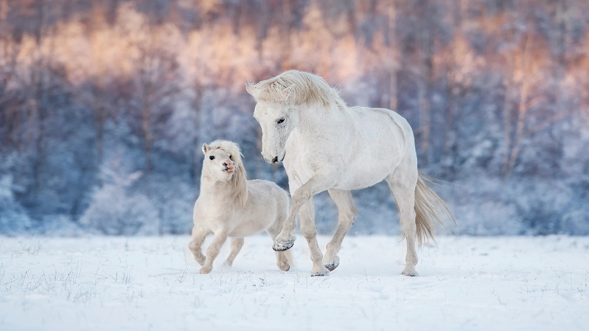 White Horses in Winter Wonderland